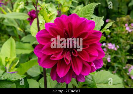 Dahlia Cerise Joy Stockfoto