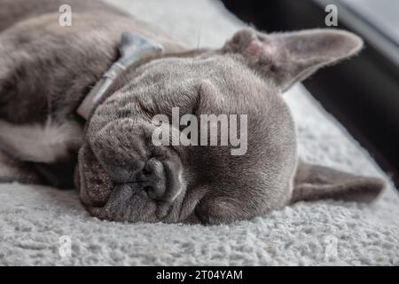 Horizontales Nahporträt eines grau schlafenden Boston Terrier Welpen Stockfoto