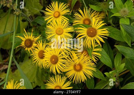 Inula grandiflora, georgischer Fleabane Stockfoto