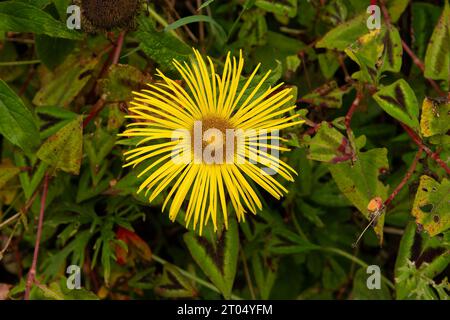 Inula grandiflora, georgischer Fleabane Stockfoto