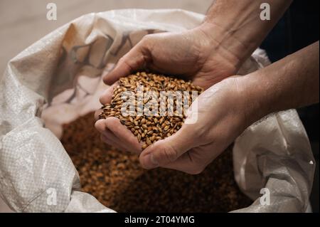 Weizenmalz in den Händen eines männlichen Brauers in der Produktion Stockfoto