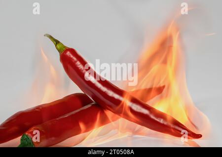 Rotes, heißes Paprika. Heißer roter Pfeffer, brennt wie Feuer. Fotokonzept für Lebensmittel. Kreativ Stockfoto
