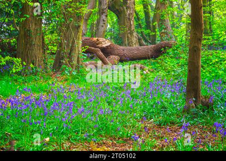 Bluebell in Highgate Wood, North London, England Stockfoto