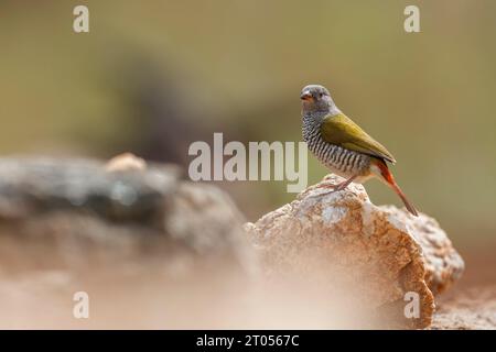 Grün geflügelte Pytilia Weibchen auf einem Felsen im Kruger Nationalpark, Südafrika; Specie Pytilia melba Familie der Estrildidae Stockfoto