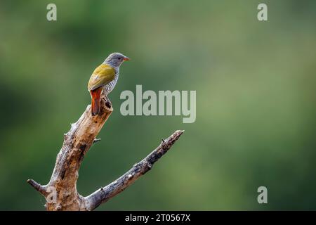 Grün geflügelte Pytilia Weibchen auf einem Zweig im Kruger-Nationalpark, Südafrika; Specie Pytilia melba Familie der Estrildidae Stockfoto