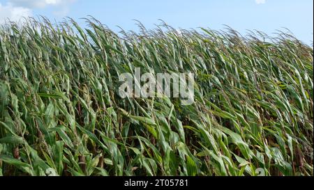 Das Maisfeld nähert sich der Ernte. Auf der Insel Rügen wird ein erheblicher Teil des Maisanbaus zur Energieerzeugung und Biogaserzeugung angebaut. Stockfoto