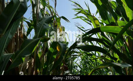 Das Maisfeld nähert sich der Ernte. Auf der Insel Rügen wird ein erheblicher Teil des Maisanbaus zur Energieerzeugung und Biogaserzeugung angebaut. Stockfoto