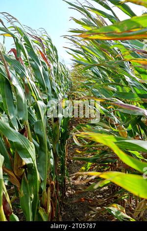 Das Maisfeld nähert sich der Ernte. Auf der Insel Rügen wird ein erheblicher Teil des Maisanbaus zur Energieerzeugung und Biogaserzeugung angebaut. Stockfoto