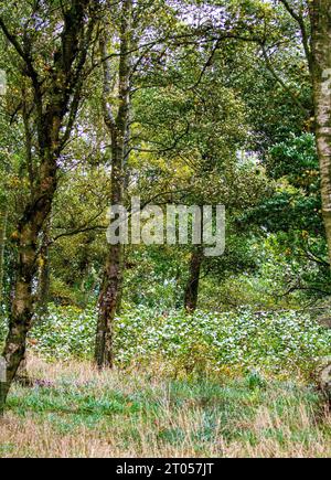 Dundee, Tayside, Schottland, Großbritannien. Oktober 2023. Wetter in Großbritannien: Das Herbstwetter in Schottland bringt starke Winde und vereinzelte Schauern über Dundees Landschaft, die sich mit gelegentlichen Schauern später am Tag in sonnige Intervalle abkühlen. Die Blätter im Clatto Park Woodland werden durch die Oktoberbrise abgeworfen. Quelle: Dundee Photographics/Alamy Live News Stockfoto