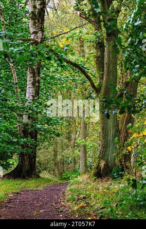 Dundee, Tayside, Schottland, Großbritannien. Oktober 2023. Wetter in Großbritannien: Das Herbstwetter in Schottland bringt starke Winde und vereinzelte Schauern über Dundees Landschaft, die sich mit gelegentlichen Schauern später am Tag in sonnige Intervalle abkühlen. Die Blätter im Clatto Park Woodland werden durch die Oktoberbrise abgeworfen. Quelle: Dundee Photographics/Alamy Live News Stockfoto