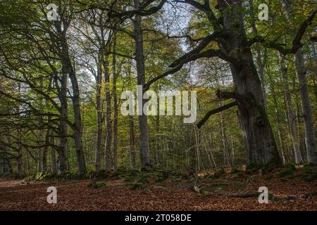 Blick auf die Waldwege von Allagnat (Ceyssat) im Herbst, Puy-de Dome, Auvergne, Frankreich Stockfoto