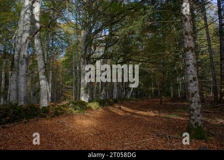 Blick auf die Waldwege von Allagnat (Ceyssat) im Herbst, Puy-de Dome, Auvergne, Frankreich Stockfoto