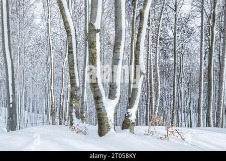 Winterlandschaft mit Wald mit Bäumen bedeckt mit frischem Schnee. Stockfoto