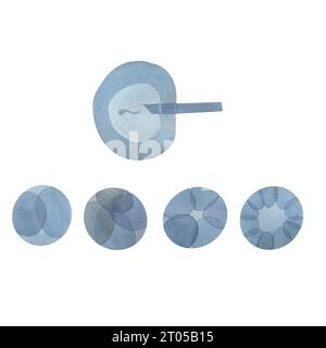 In-vitro-Befruchtung, Sperma, Ei, Öko-Klinik, erste Tage nach der Befruchtung, Zygote, Morula, Aquarellillustration Stockfoto