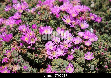 Rosa Blumen Stockfoto