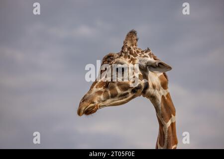 Ein Kopfschuss einer Giraffe. Stockfoto