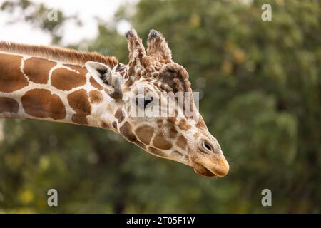 Ein Kopfschuss einer Giraffe. Stockfoto