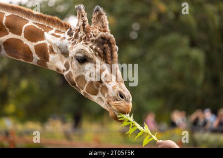 Eine Giraffe, die in einem Zoo gefüttert wird. Stockfoto