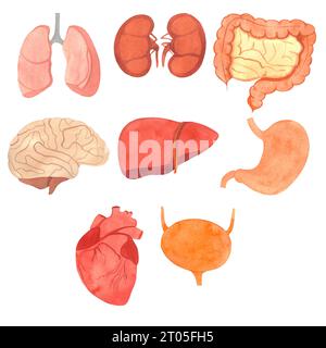 Menschliche innere Organe, Herz, Leber, Nieren, Blase, Lunge, Gehirn, Magen Stockfoto