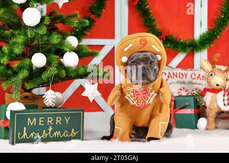 Schwarze französische Bulldogge trägt lustiges Lebkuchenkostüm mit Armen, umgeben von festlicher Weihnachtsdekoration Stockfoto