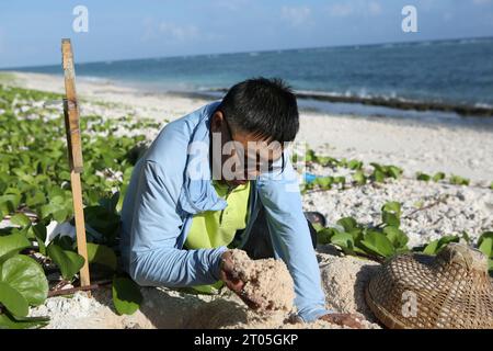 (231004) -- SANSHA, 4. Oktober 2023 (Xinhua) -- Huang Cheng rettet Meeresschildkröten auf der Beidao-Insel, Teil der Qilianyu-Inseln in Sansha City, südchinesischer Provinz Hainan, 29. September 2023. Huang Cheng, Direktor der Gemeinde Beidao Island, patrouilliert täglich auf der Insel, um Meeresschildkröten und ihre Eier zu schützen. Neben dem Schildkrötenschutz muss Huang auch Meeresschadstoffe sammeln und die Umwelt auf der Insel wiederherstellen. „Meeresschildkröten reagieren sehr empfindlich auf Umweltveränderungen, die ihr Leben und ihr Schlüpfen beeinflussen“, sagte er. Huang Cheng folgte den Fußstapfen seines Vaters Huang Hongbo Stockfoto