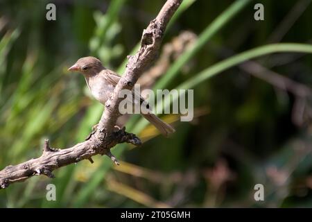 Roter Flycatcher oder Taiga Flycatcher. Hochwertige Fotos Stockfoto