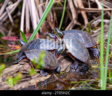 Gruppe von bemalten Schildkröten, die auf einem Moosstamm mit Sumpfvegetation in ihrer Umgebung und ihrem Lebensraum stehen. Schildkrötenbild. Stockfoto