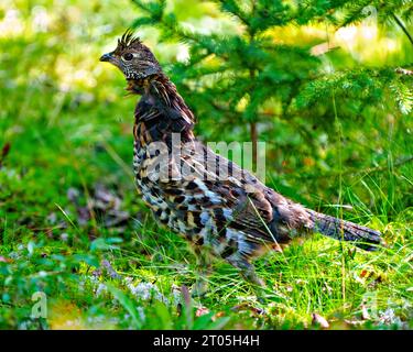 Rebhühner mit Rüschen, die sich im Wald mit einem unscharfen Waldhintergrund in seiner Umgebung und seinem Lebensraum mit einem Nahprofil paaren Stockfoto