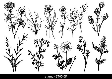 Wildblumen Set handgezeichnete Tusche Skizze. Gravierte Vektor-Illustration im Retro-Stil. Stock Vektor