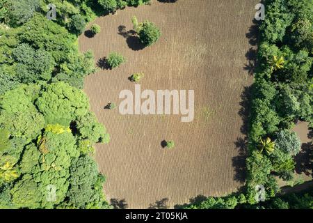 Gepflügter landwirtschaftlicher Boden um grüne Bäume herum in Sicht auf die Drohne des Bauernhofs Stockfoto