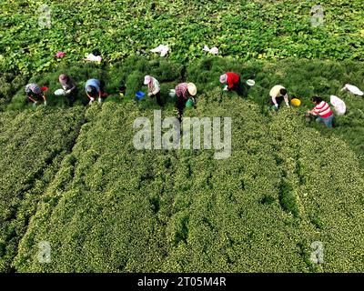 Peking, China. Oktober 2023. Dieses Luftbild, das am 4. Oktober 2023 aufgenommen wurde, zeigt Bauern, die Chrysanthemen im Dorf Donghong in Yancheng, der ostchinesischen Provinz Jiangsu, pflücken. Quelle: Wang Chun/Xinhua/Alamy Live News Stockfoto