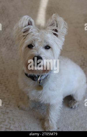 West Highland White Terrier Hund drinnen Stockfoto