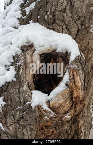 Das Loch im alten Baum, der Winterwald. Vogelnest, Eichhörnchen-Unterbringung. Dient als Nest für Vögel und als Unterschlupf für Tiere. Selektiver Fokus, flach d Stockfoto