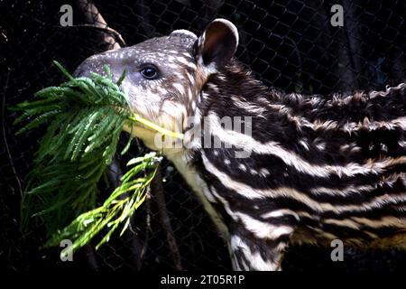 Malang, Indonesien. Oktober 2023. Eine vier Wochen alte brasilianische Tapir namens Paulina isst Blätter im Batu Secret Zoo in Malang, Ost-Java, Indonesien, 4. Oktober 2023. Der Welttiertag wird jährlich am 4. Oktober gefeiert. Quelle: Aditya Hendra/Xinhua/Alamy Live News Stockfoto