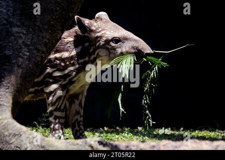 Malang, Indonesien. Oktober 2023. Eine vier Wochen alte brasilianische Tapir namens Paulina isst Blätter im Batu Secret Zoo in Malang, Ost-Java, Indonesien, 4. Oktober 2023. Der Welttiertag wird jährlich am 4. Oktober gefeiert. Quelle: Aditya Hendra/Xinhua/Alamy Live News Stockfoto