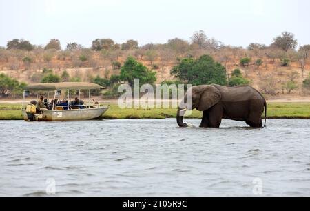 Touristen in einem Boot beobachten Elefanten am Flussufer des Chobe River im Chobe National Park, Botswana. Stockfoto