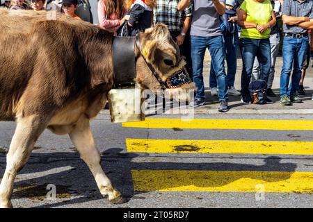 Kühe, die für diesen Anlass gekleidet sind, steigen von den Almen in das Dorf Kerns ab, wo die jährliche Alpenkuhparade stattfindet. Kerns ist ein Dorfbewohner Stockfoto