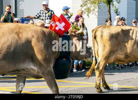 Kühe, die für diesen Anlass gekleidet sind, steigen von den Almen in das Dorf Kerns ab, wo die jährliche Alpenkuhparade stattfindet. Kerns ist ein Dorfbewohner Stockfoto