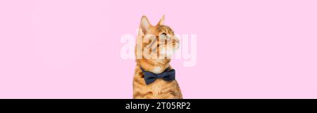 Elegante Ingwerkatze mit Fliege auf lila Hintergrund. Kopierbereich. Stockfoto