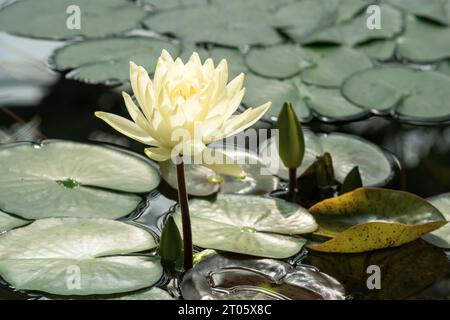 Wunderschöne Seerosenblume im Sonnenlicht unter der Kuppel des Gewächshauses Stockfoto