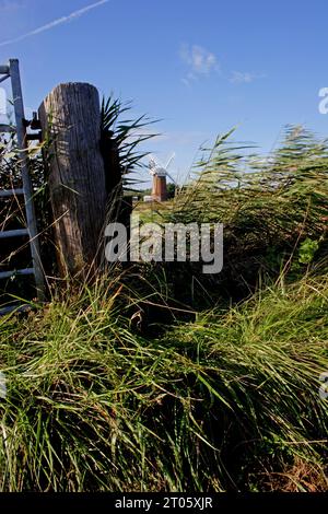 Blick auf die Windmühle von Horsey durch Schilf Horsey, Norfolk, Großbritannien. September Stockfoto