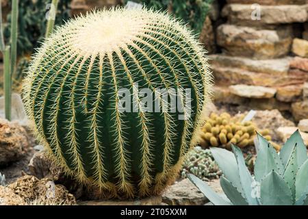 Schöne goldene Fasskaktus unter anderen Kakteen und Sukkulenten im botanischen Garten Stockfoto