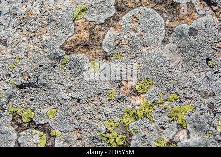 Flechten auf Felsen in Rhodopen, Bulgarien. Wunderschönes horizontales Muster, Textur und Hintergrund. Stockfoto