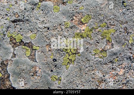 Flechten auf Felsen in Rhodopen, Bulgarien. Wunderschönes horizontales Muster, Textur und Hintergrund. Stockfoto