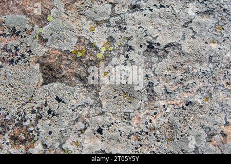 Flechten auf Felsen in Rhodopen, Bulgarien. Wunderschönes horizontales Muster, Textur und Hintergrund. Stockfoto