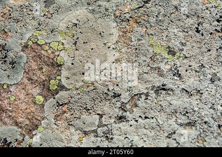 Flechten auf Felsen in Rhodopen, Bulgarien. Wunderschönes horizontales Muster, Textur und Hintergrund. Stockfoto