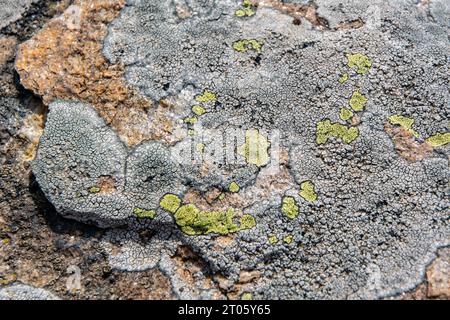 Flechten auf Felsen in Rhodopen, Bulgarien. Wunderschönes horizontales Muster, Textur und Hintergrund. Stockfoto