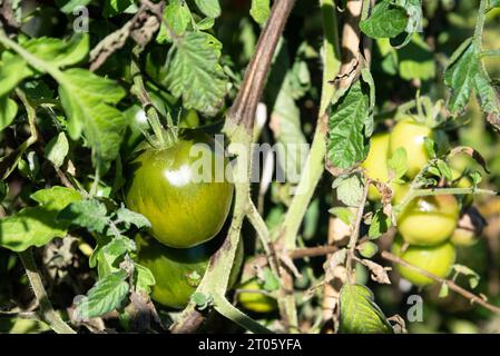 Grüne Bio-Zebra-Tomaten, die im Garten in der Sonne Reifen. Nutzen Sie lokale Konzepte für die Erntezeit. Gesundes unvollkommenes unbehandeltes hausgemachtes Gemüse Stockfoto