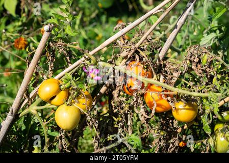 Beefsteak Tomaten Reifen im Garten in der Sonne. Nutzen Sie lokale Konzepte für die Erntezeit. Gesundes unvollkommenes unbehandeltes hausgemachtes Gemüse Stockfoto