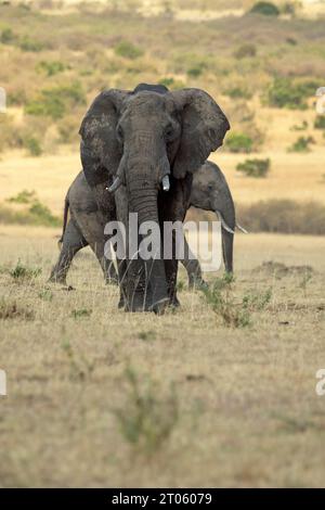 Erwachsener männlicher afrikanischer Elefant in der afrikanischen Savanne zwischen hohen Gräsern im frühen Abendlicht Stockfoto